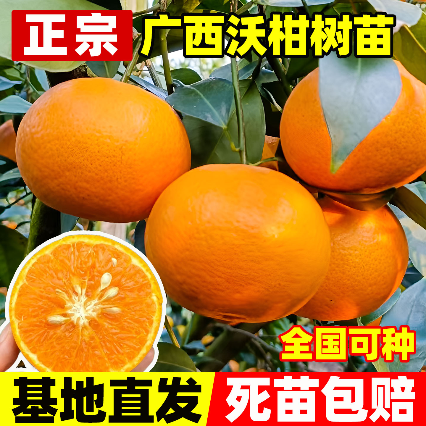 广西沃柑树苗沙砂糖橘子果
