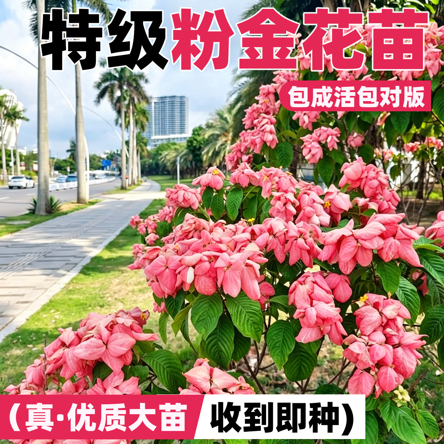 粉色金花盆栽全日照四季开花不断