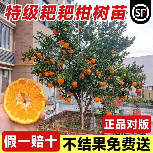 精品四川春见耙耙柑树苗嫁接丑橘