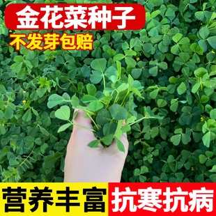 金花菜种籽大叶黄花草头种子上海农家金花菜种孑苗阳台盆栽蔬菜籽