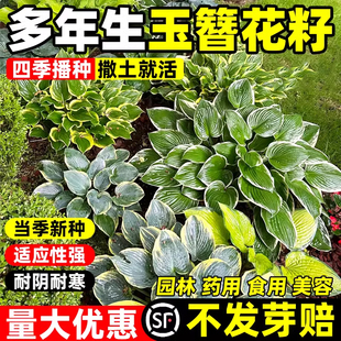 玉簪花种子四季种植易爆盆阳台庭院盆栽景观绿化观赏花卉植物花苗