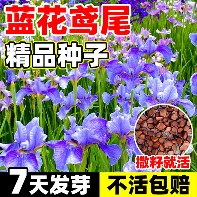蓝花鸢尾种子花籽燕尾四季播开花
