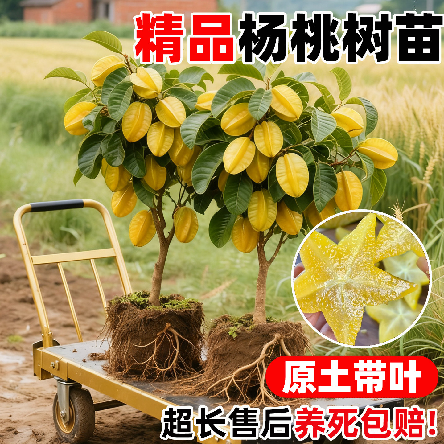 四季甜杨桃树果苗南方北方种植图片