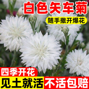 白色矢车菊种子秋冬季花种籽子四季播种开花易活耐寒庭院花种籽子