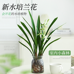 水培植物墨兰花卉办公室内绿植盆栽水养精品名贵兰花品种大全好养
