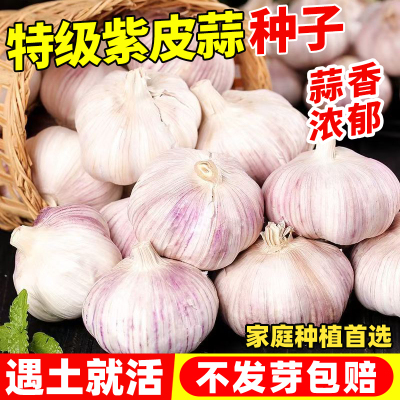 紫皮大蒜种子四季红根苗宽