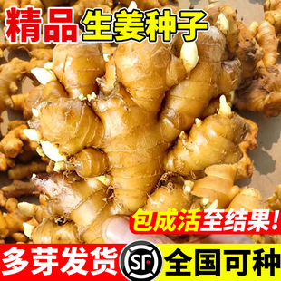 生姜种子云南小黄生姜种籽带芽山东老姜阳台蔬菜苗秧洋姜盆栽易活