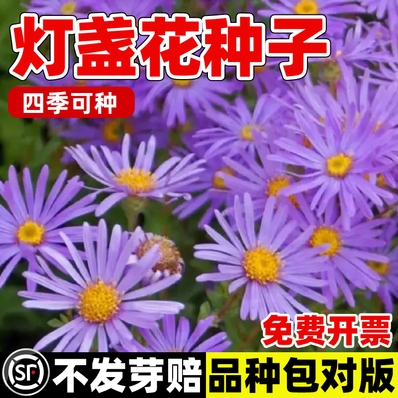 灯盏花种子云南中药材灯盏细辛籽