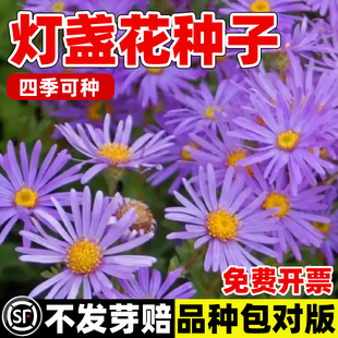 灯盏花种子灯盏细辛种籽云南中药材春秋开花易活阳台庭院盆栽花苗