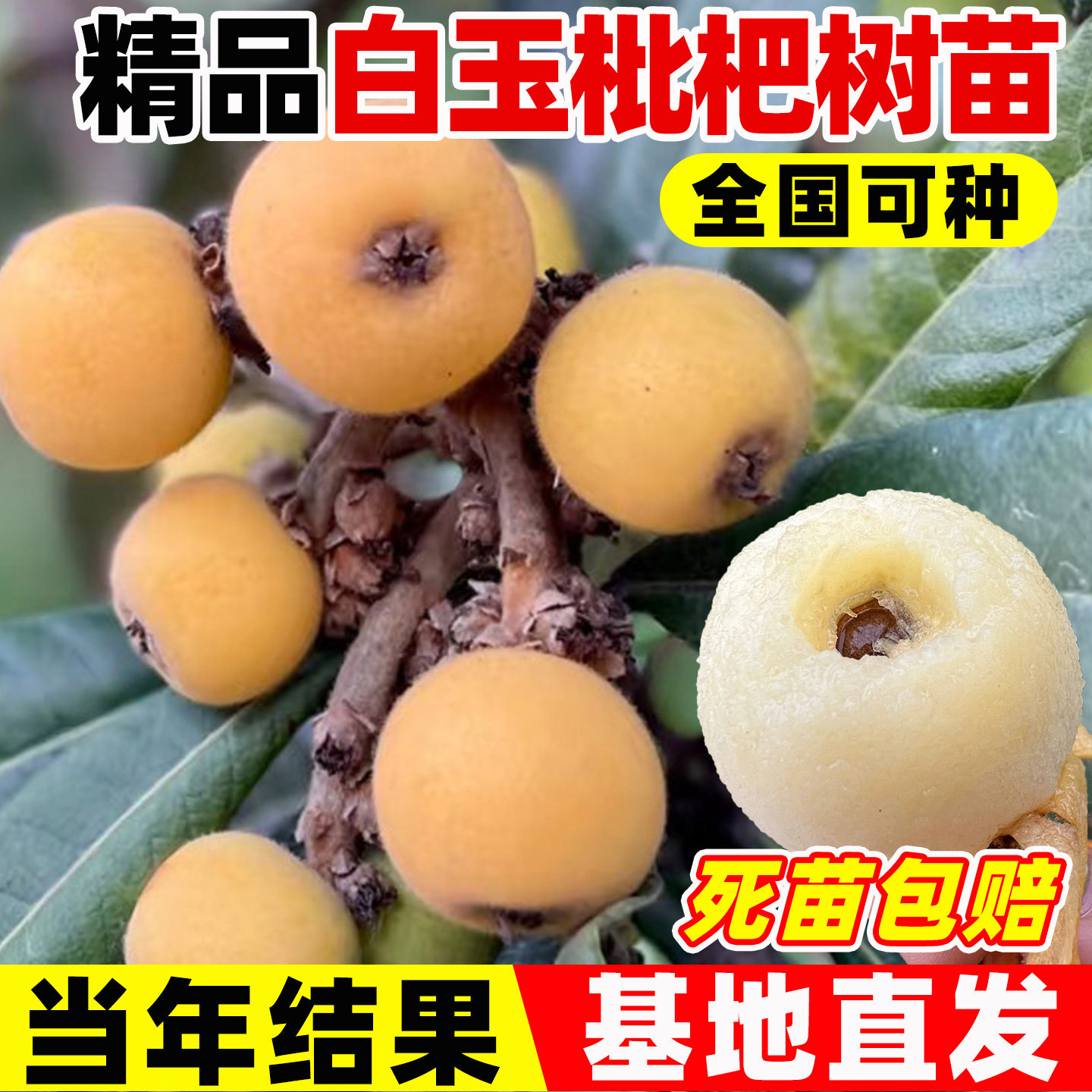 白玉枇杷苗南北方正宗东山白沙图片