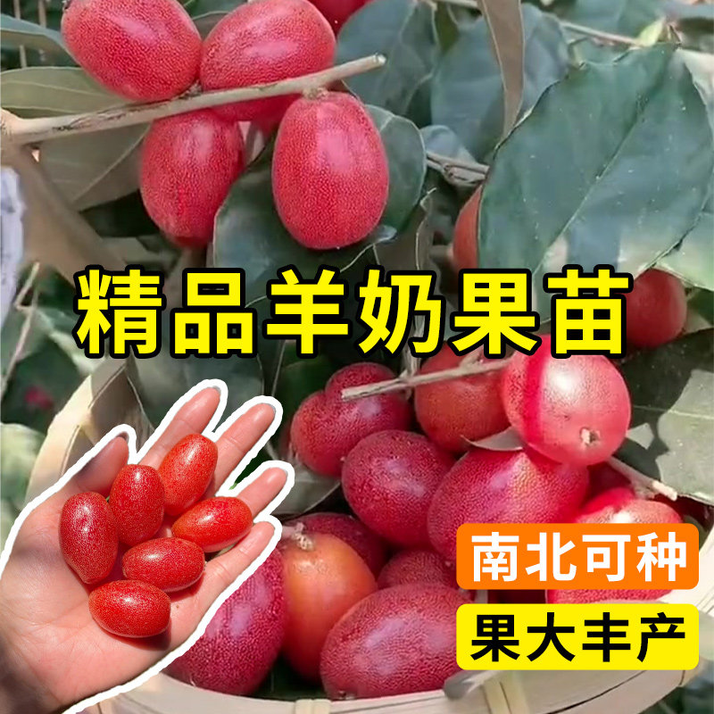 羊奶果苗嫁接盆栽特大鲜果德甜二图片