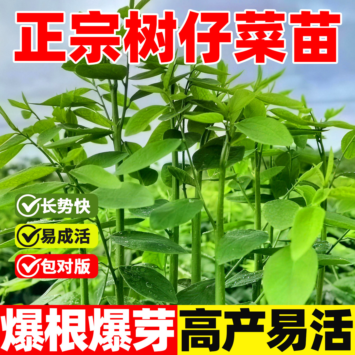 新鲜树仔菜苗盆栽树仔菜苗广东潮汕海南野菜苗泰国枸杞带根绿植苗