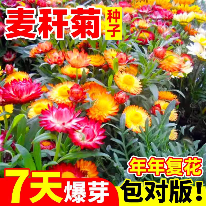 混色麦秆菊种子景观绿化盆栽花卉阳台园艺切花观花腊菊干花菊花籽