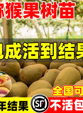 猕猴桃树果苗雌雄同株猕猴桃苗徐香嫁接南北方种植庭院四季可种植