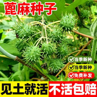 蓖麻子种子饱满大蓖麻子油种子绿宝四季播红绿蓖麻中药材蓖麻种籽