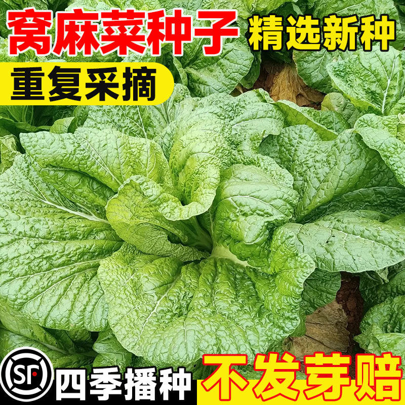 窝麻菜种子叶用莴苣种籽四季播基菜窝鸡菜籽田园庭院阳台蔬菜种孑,鲜花速递/花卉仿真/绿植园艺,家庭园艺种子,淘宝优惠券,粉丝福利购,淘宝优惠卷