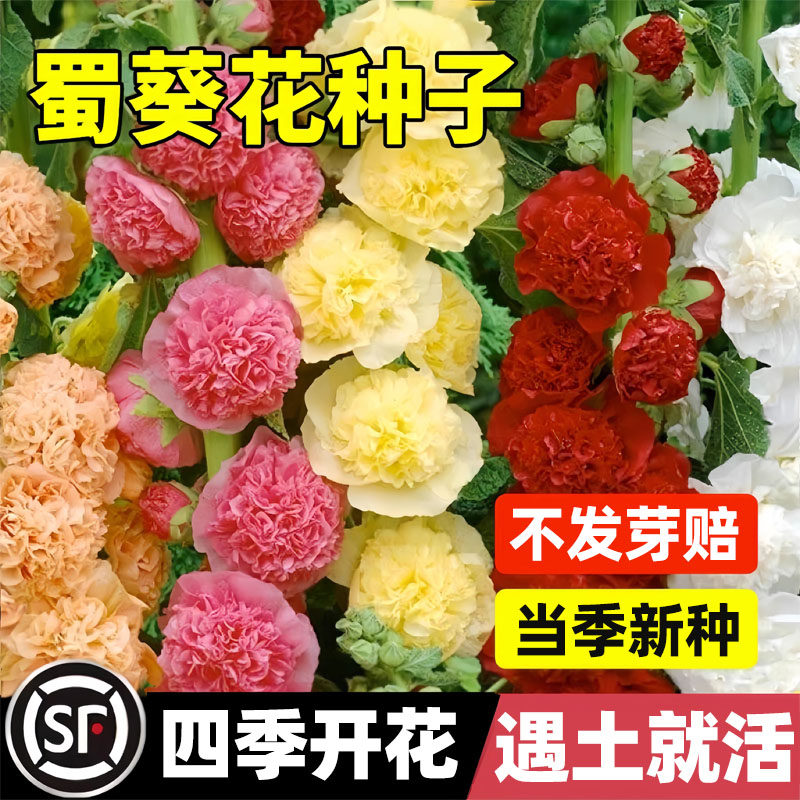 蜀葵种子大花重瓣多年生蜀葵花种子四季易种室内外阳台庭院花卉籽