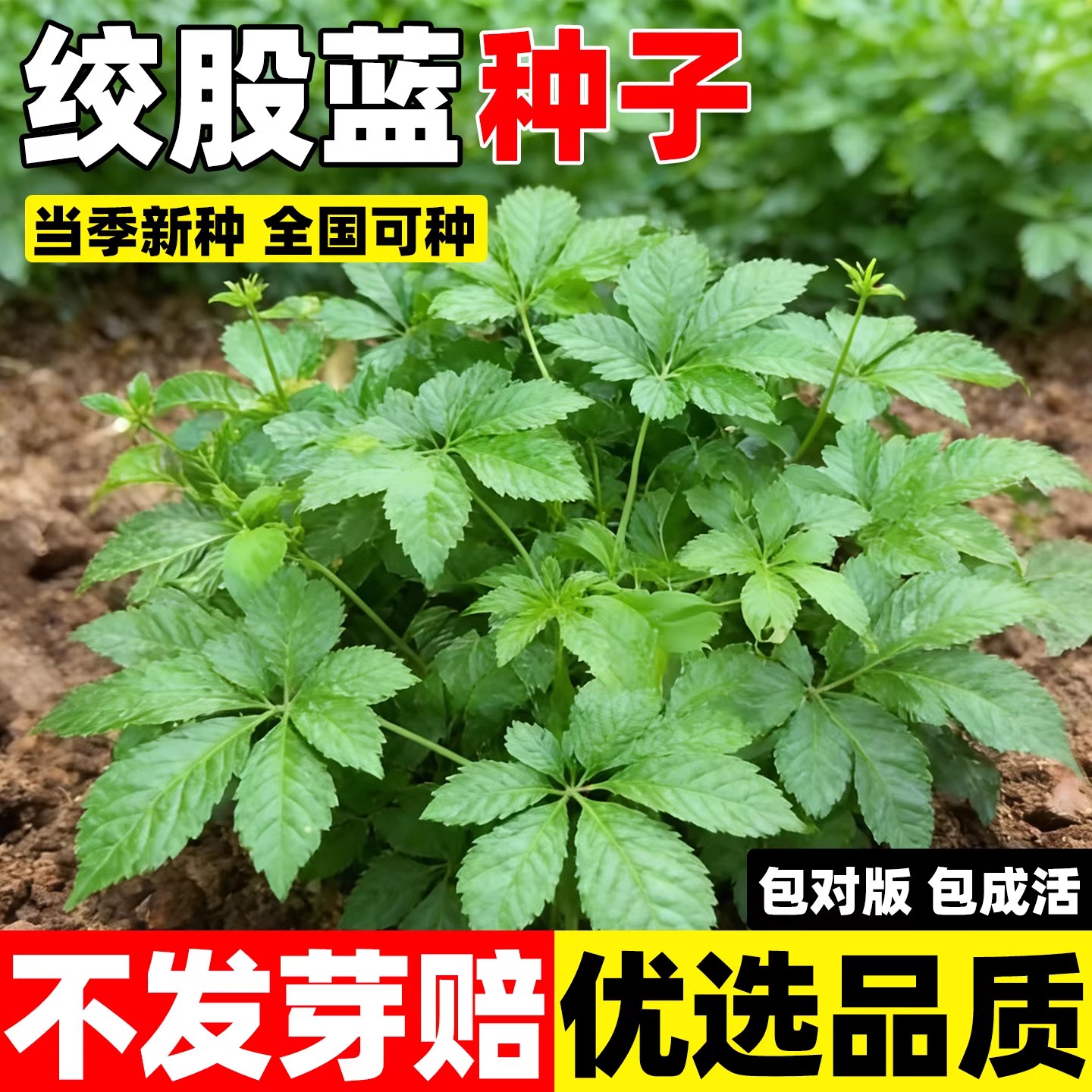 绞股蓝种子五叶绞股蓝福音草平利图片