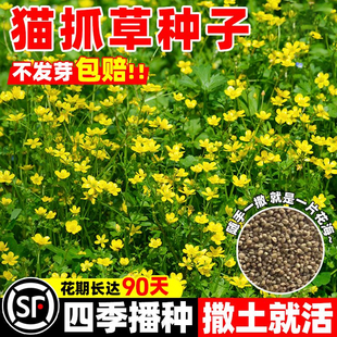 猫爪草种籽四季种植抗病早熟高产易成活新鲜夏枯草种子中药材种苗