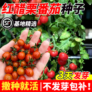 红醋栗种子甜豌豆樱桃迷你小番茄四季盆栽西红柿籽孑蔬菜苗秧苗