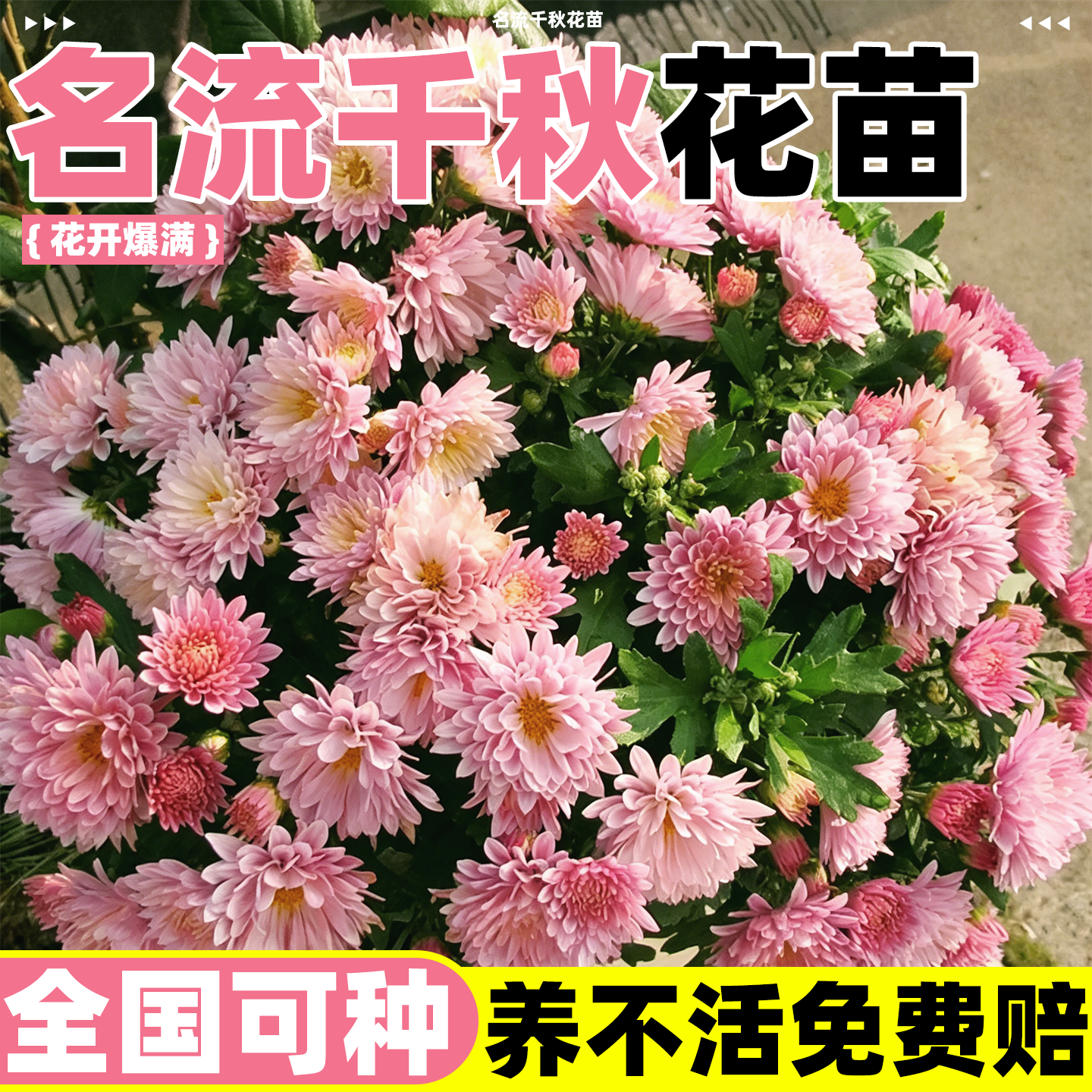 夏菊盆栽苗名流千秋苗北京夏菊粉红白变色菊花盆栽苗多头千头菊