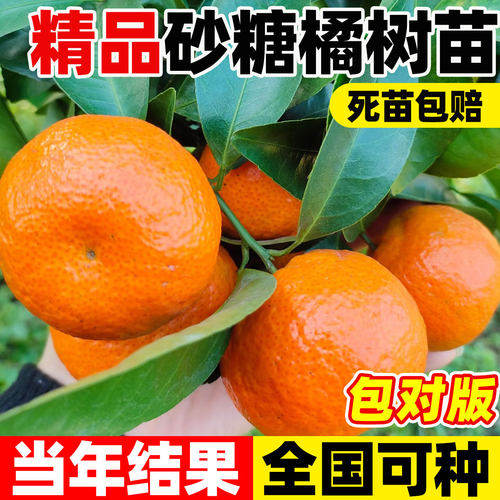 沙糖桔子树苗正宗橘果广西