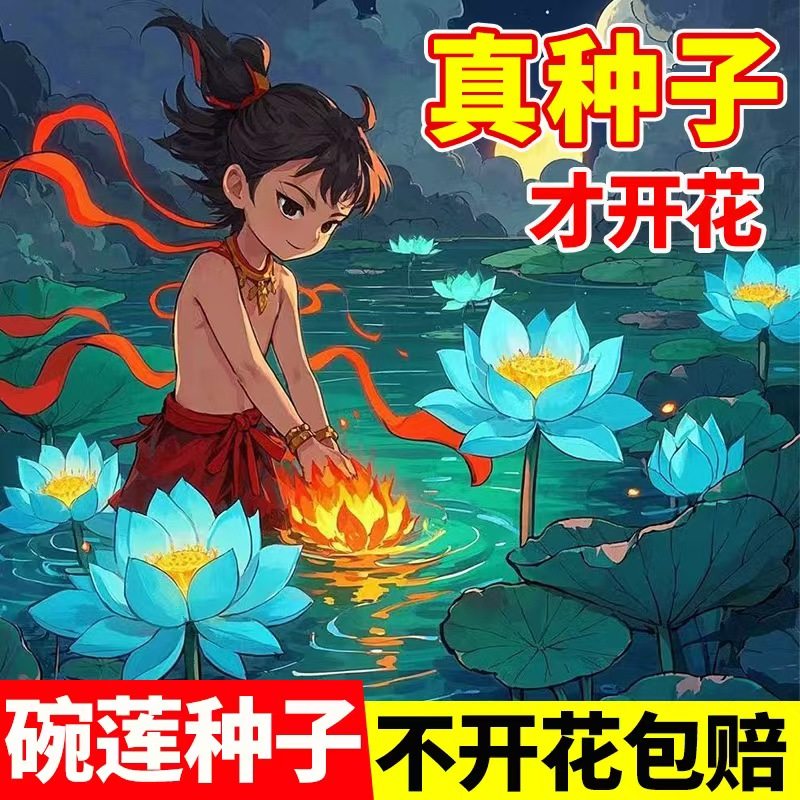 水培碗莲种籽孑四季易活植物睡莲荷花开口七彩盆栽开花真碗莲种子