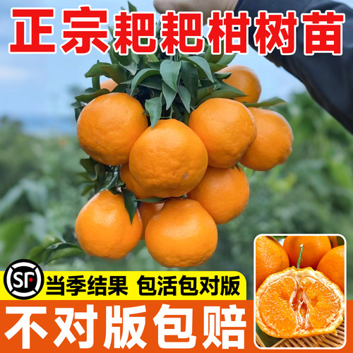 精品四川春见耙耙柑树苗嫁接丑橘