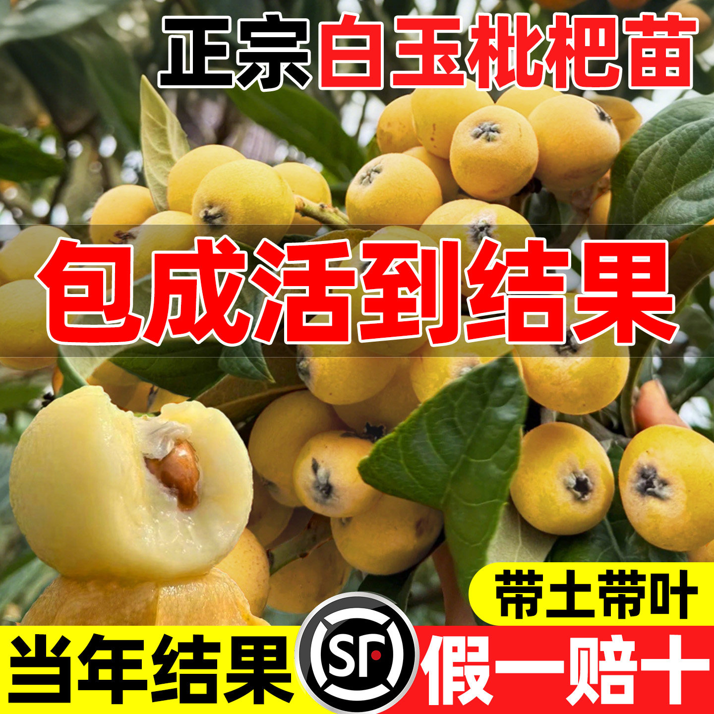 白玉枇杷广东正宗大果大五星枇杷图片