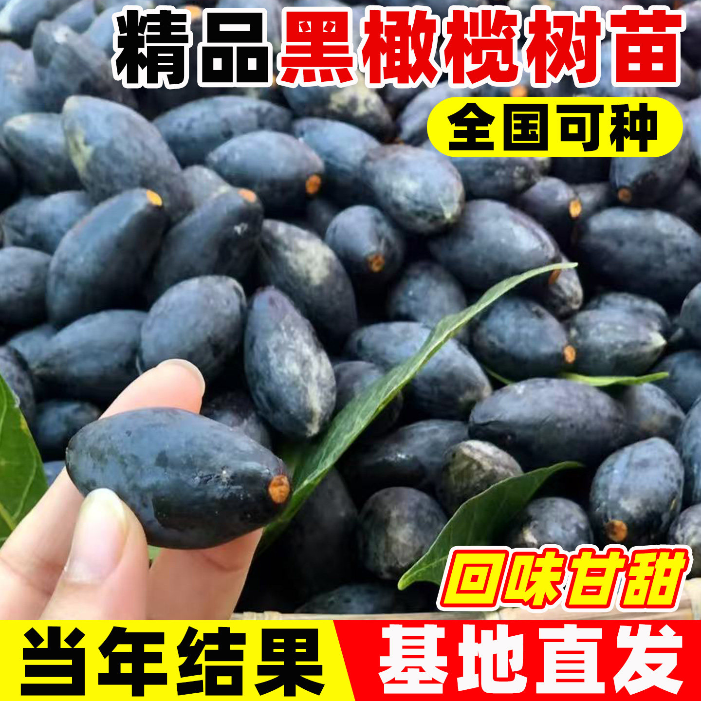 黑橄榄树果苗南方种植当年结果图片
