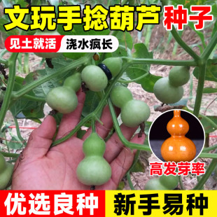 播种阳台观赏手捻葫芦种籽文玩八宝葫芦 文玩手捻小葫芦种籽子四季