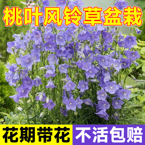 桃叶风铃草盆栽花苗阳台庭院美