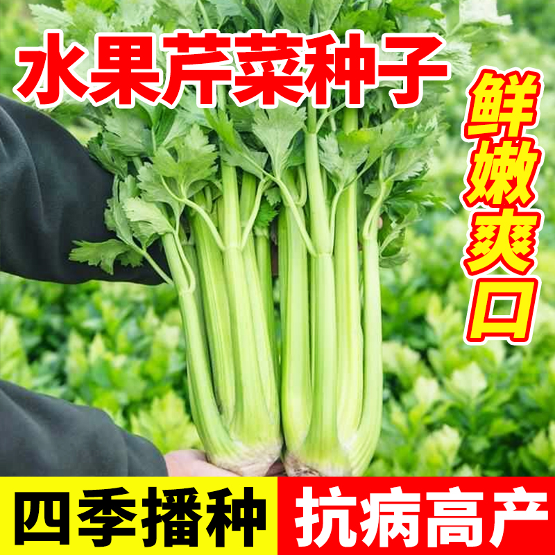 水果芹菜种子小香芹种籽玻璃脆易四季种植阳台庭院盆栽芹活芹菜苗