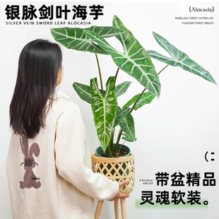 银脉箭叶海芋水培植物剑叶海芋热植室内好养四季绿植客厅懒人水养