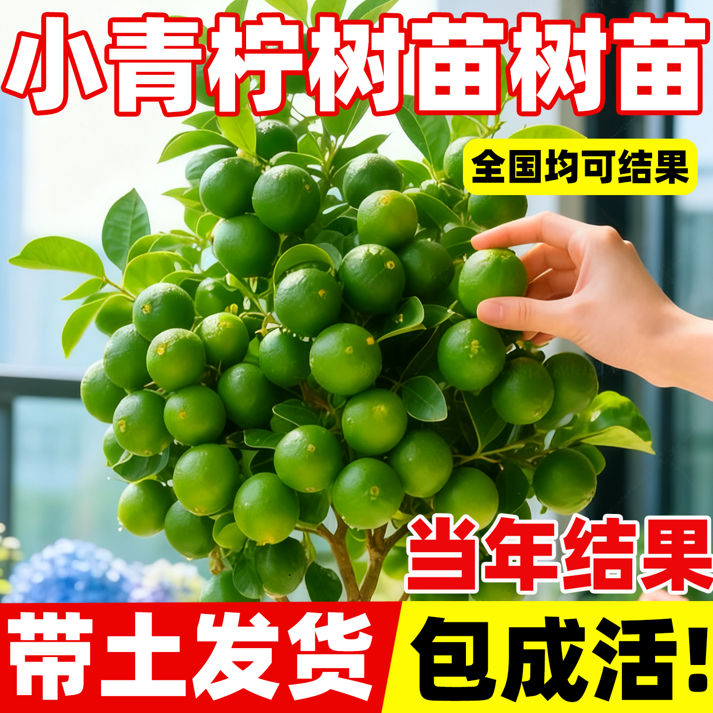 海南小青柠树苗带果香水柠檬树南方北方室内客厅金桔盆栽果树果苗