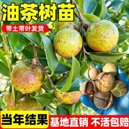 高产油茶树苗嫁接籽白花大