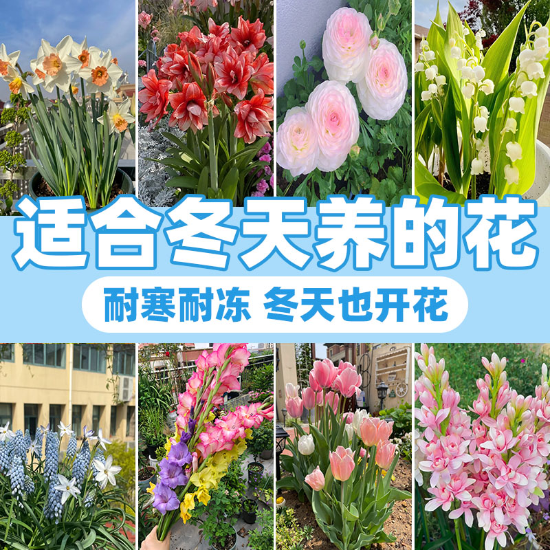 种球大全香水百合水仙郁金香种球图片
