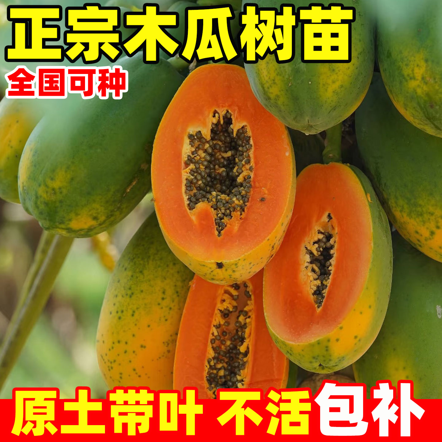 冰糖红心木瓜苗果树大苗正宗矮化