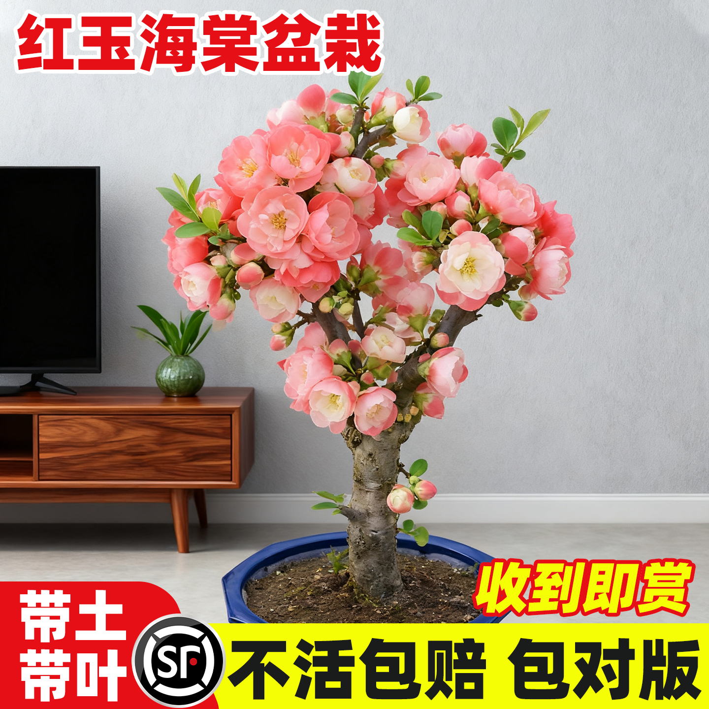 红玉海棠花盆栽苗易活四季带花苞