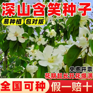 深山含笑种子四季种植易活多年生红花含笑树种子籽又名含笑花种子