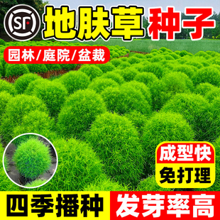 地肤草种子籽四季播种红绿叶地麦铁扫帚草籽园林景观观赏绿化盆栽
