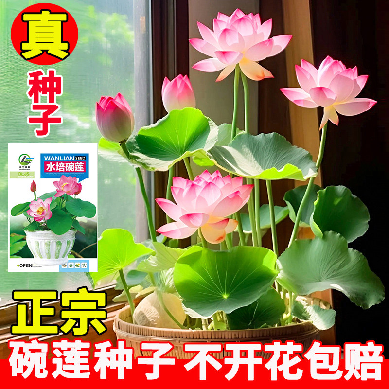 碗莲种子籽四季室内外花卉水培四季莲花种籽花卉荷花盆栽水养植物