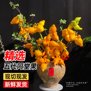 五代同堂黄金果鲜切花材福禄果干花家用插花植物真花期超长的鲜花