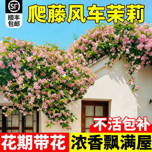 粉色风车茉莉花苗爬藤植物大苗开