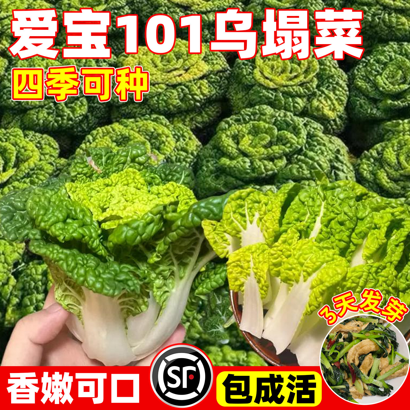 爱宝101乌塌菜种子黄心乌种籽易成活雪地金花黄心菊花菜白菜种孑