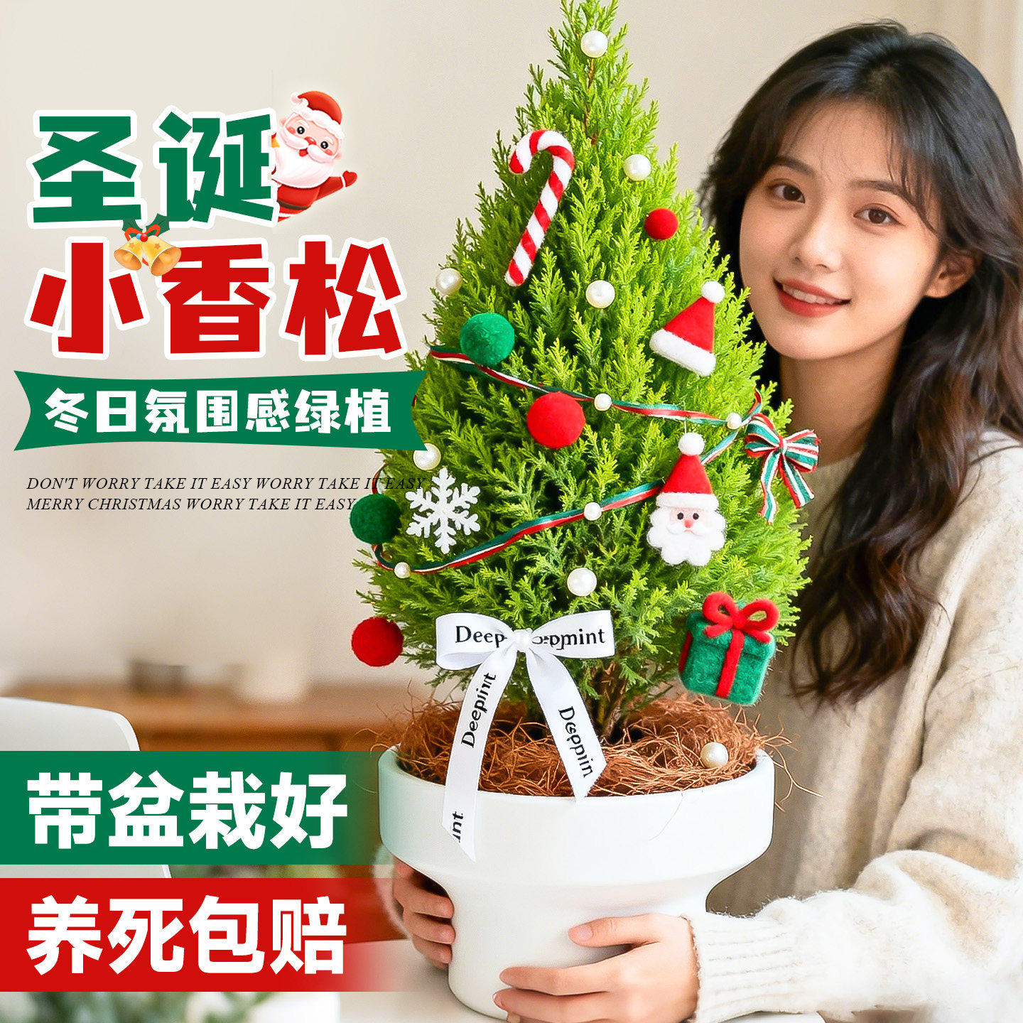 精品小香松室内北欧四季好养图片