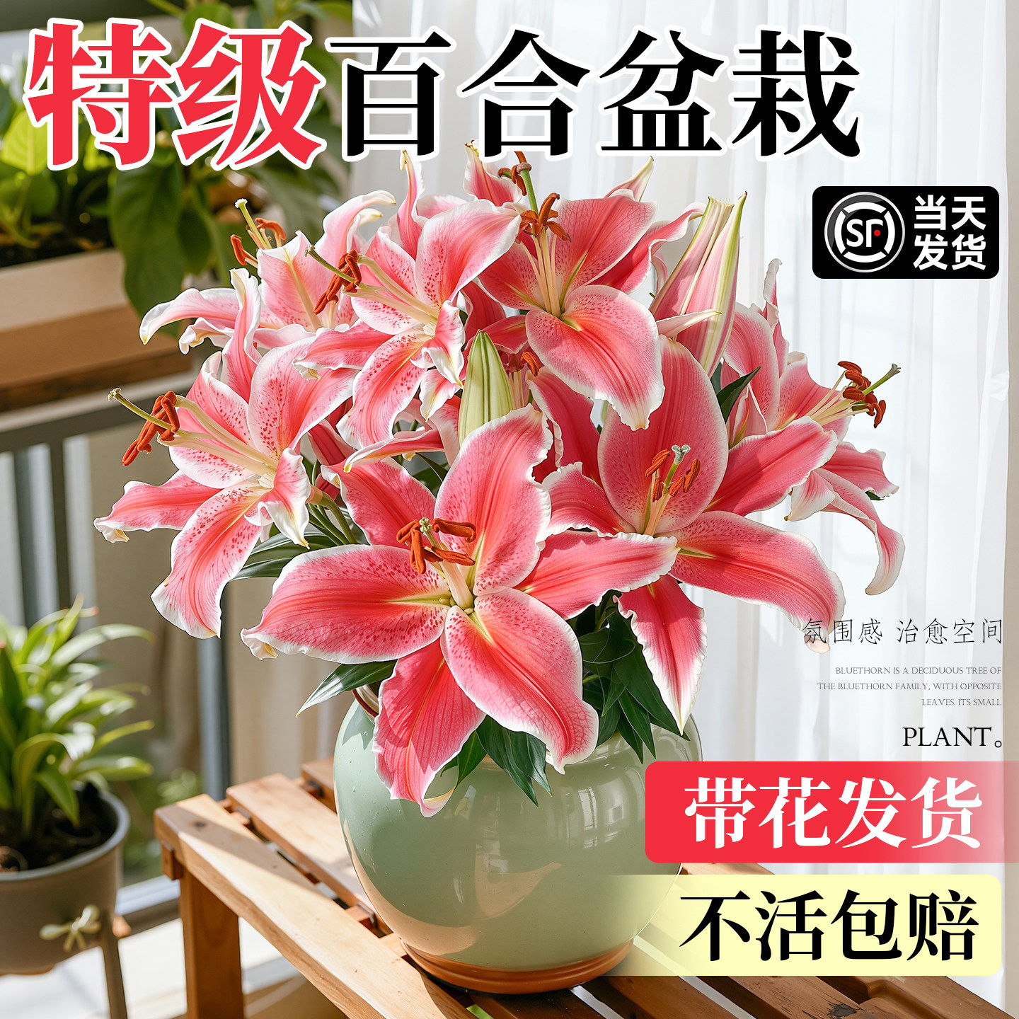 香水百合盆栽室内四季开花客厅带花苞花好养活绿植重瓣鲜花卉植物