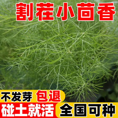 割茬小茴香种子四季种植易成活大