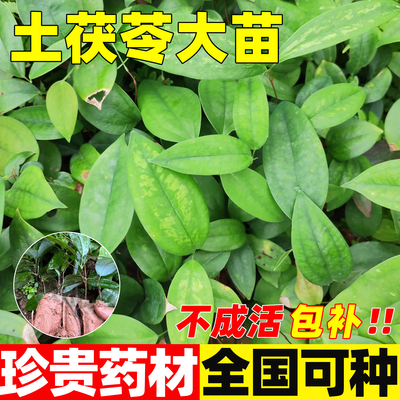 土茯苓种苗硬饭头地坡地山南北