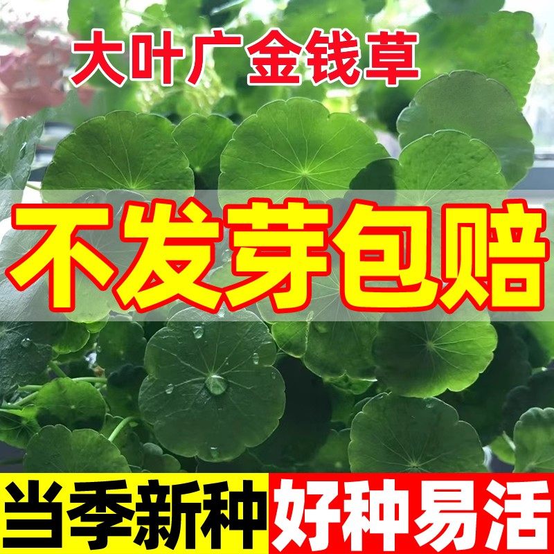 野生大叶金钱草种子食用广金钱草食用化结石吸尘草净化空气走游草